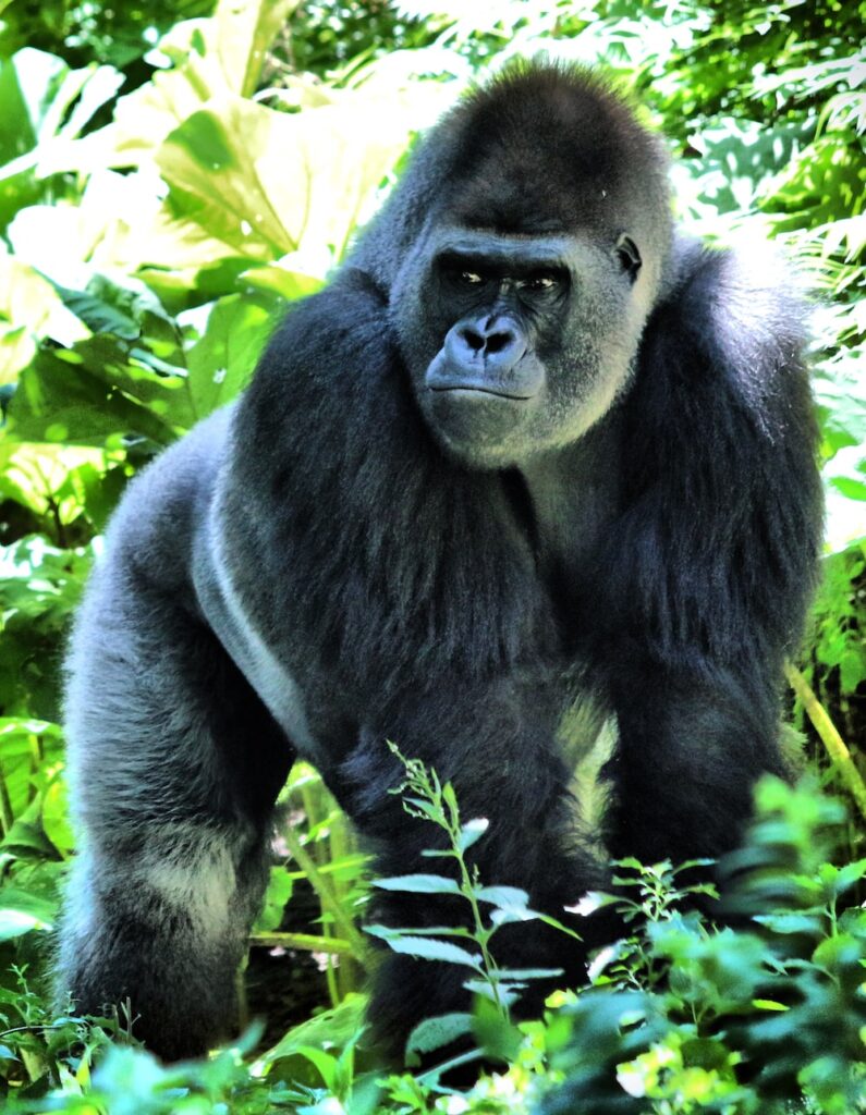 Mountain Gorillas are found in Rwanda, Uganda, and Congo in the following National Parks, Virunga, Volcanoes, Bwindi and Mgahinga