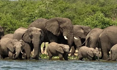 Elephant