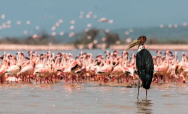 lake Nivasha. Kenya Safaris