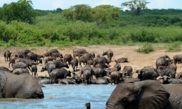 buffalo elephant