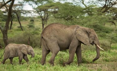 Elephant