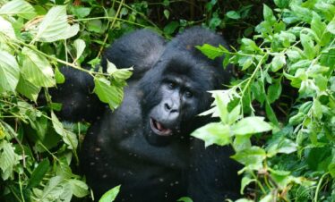 Mountain Gorilla