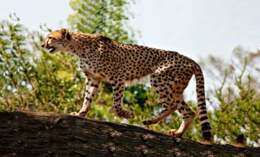 Leopard
