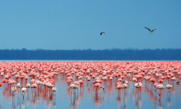 lake Nakuru. Kenya Safaris
