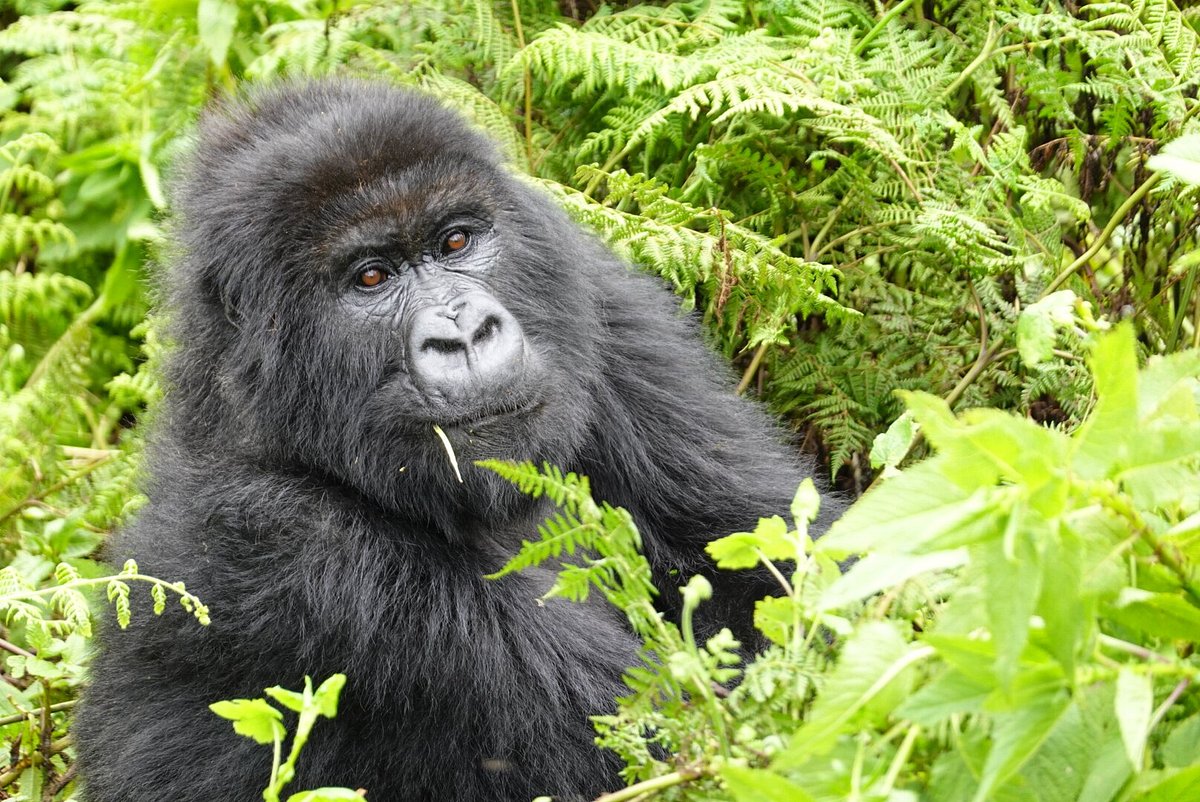 Mountain Gorilla